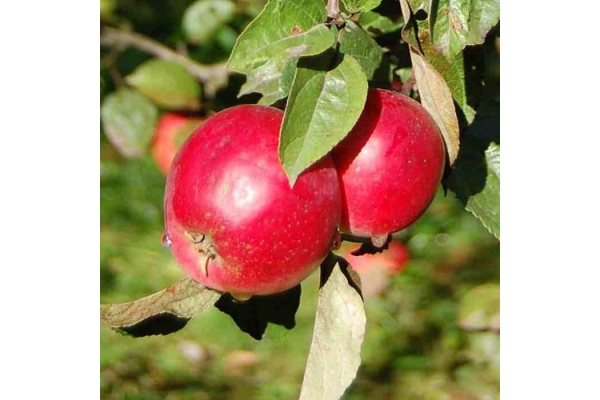 Яблоня ковров. Сорт яблони анис алый. Яблоня Анисовка. Анис красный яблоки. Яблоня анис алый (3 года).